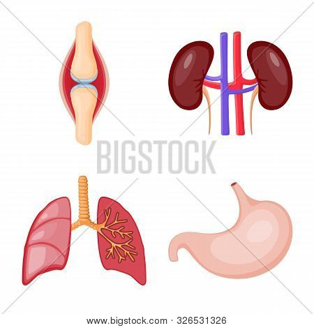 Isolated Object Of Anatomy And Organ Icon. Set Of Anatomy And Medical Vector Icon For Stock.