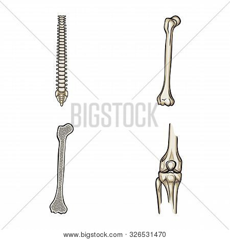 Vector Design Of Bone And Skeleton Sign. Set Of Bone And Human Stock Symbol For Web.