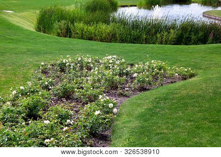Well-kept Hilly Landscape Design Of A Meadow With A Flowerbed Of White Roses Among A Green Lawn In T