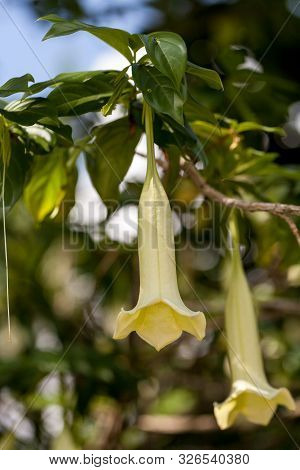 Angel’s Trumpet White Flowers Brugmansia Suaveolens