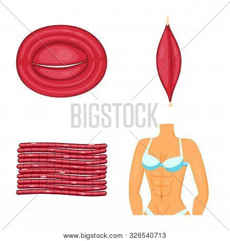 Vector Illustration Of Muscle And Cells Sign. Collection Of Muscle And Anatomy Stock Vector Illustra
