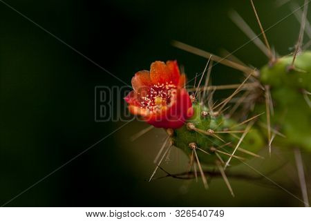 Tiny Red Flowers On The Cactus Of Consolea Corallicola In A Garden In Key West, Florida.