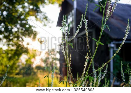 The Plant Melilotus Albus (known As Honey Clover, White Melilot, Bokhara Clover, White Sweetclover) 
