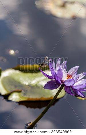 Great Blue Skimmer Dragonfly Libellula Vibrans  On Purple And White Water Lily Nymphaea