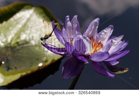 Great Blue Skimmer Dragonfly Libellula Vibrans  On Purple And White Water Lily Nymphaea