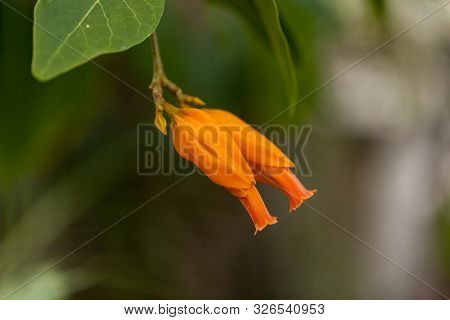 Orange Gold Finger Plant Juanulloa Parasitica