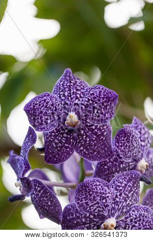 Purple Spotted Aranda Orchid Flower Vandaceous Hybrid Blooms In A Garden.