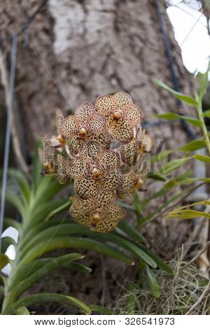Red Spotted Yellow Aranda Orchid Flower Vandaceous Hybrid