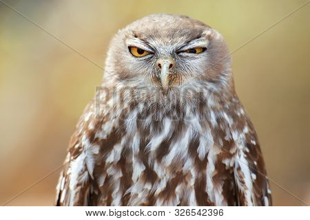 Barking Owl