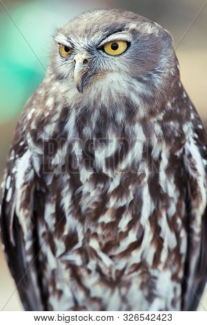 Barking Owl
