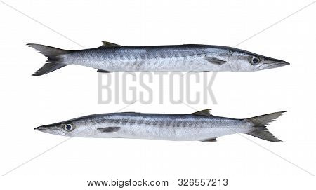 Barracuda Or Seapike Fish Isolated On White Background And Have Clipping Paths.