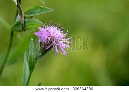 Meadow сornflower (centaurea Jacea) In A Summer Meadow On A Sunny Day Close-up