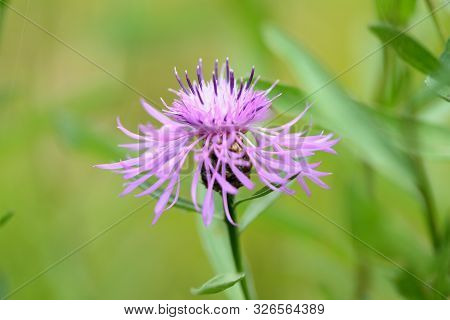 Meadow сornflower (centaurea Jacea) In A Summer Meadow On A Sunny Day Close-up