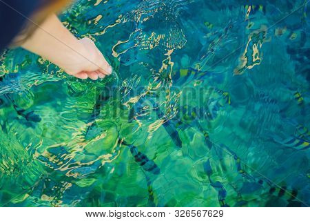 Hand Feeds Colorful Tropical Fish In The Sea