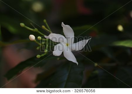 Group Of White Sampaguita Or Arabian Jasmine .white Flower In The Garden .