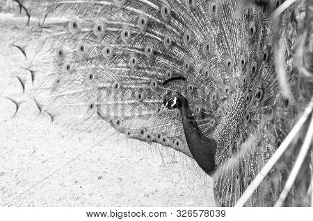 Natural Beauty. Peacock Bird. Zoo Concept. Peacock In Natural Environment Nature Background. Male Pe