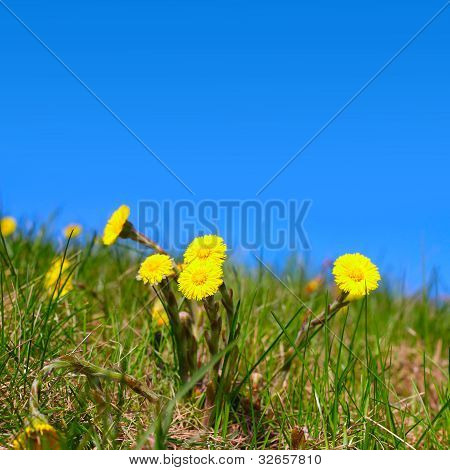 Foalfoot