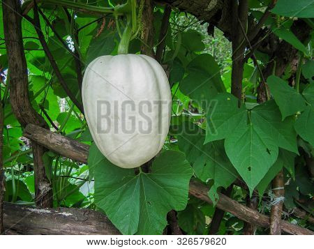 Butternut Pumpkin Or Butternut Squash Or Gramma Winter Squash On Branch In Local Garden At Summer Da