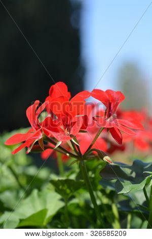 Ivy-leaved Pelargonium Red Flower - Latin Name - Pelargonium Peltatum