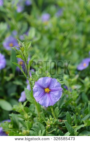 Blue Potato Bush Flower - Latin Name - Lycianthes Rantonnetii