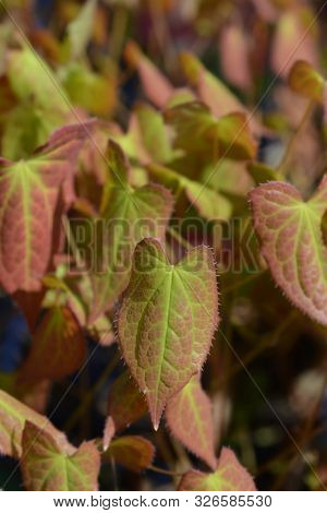 Red Barrenwort Leaves - Latin Name - Epimedium X Rubrum