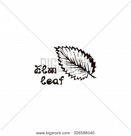 Hand Drawn Elm Leaf With Handwritten Text