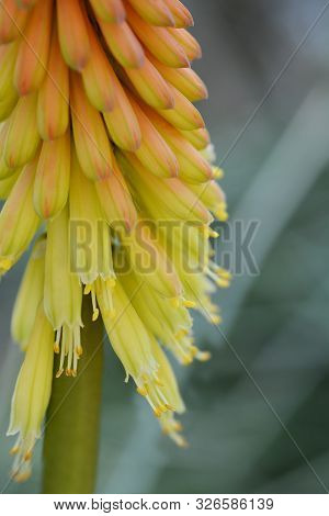 Torch Lily Elegans Flower Close Up - Latin Name - Kniphofia Hybrids Elegans