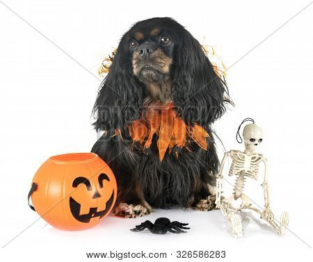 Cavalier King Charles In Front Of White Background