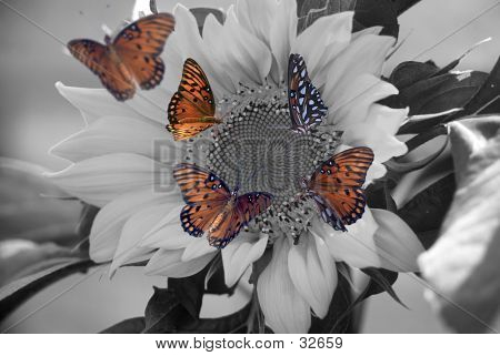 Gulffritillaryies auf Sonnenblumen
