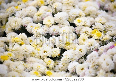 Yellow And White Flowers In Moscow On Red Square