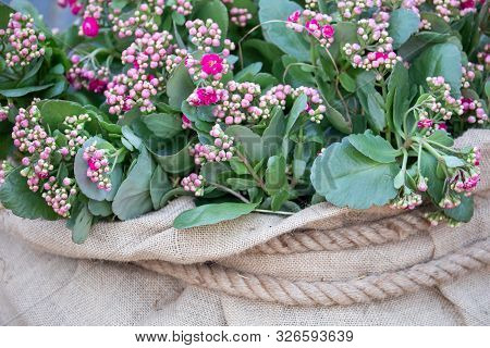 Beautiful Purple And Pink Flowers In A Bag At The Fair
