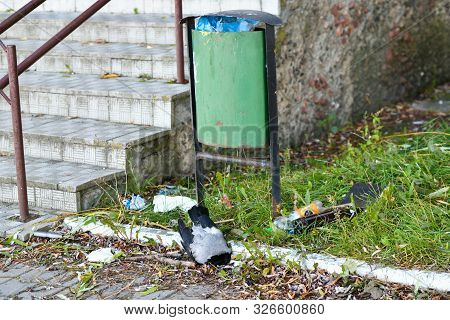 Dead Crow. Ecological Disturbance For Animals. Dead Crow In The Grass. Dead Black Bird On The Lawn, 