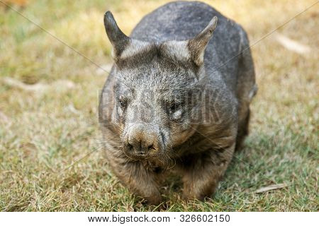 Southern Hairy-nosed Wombat