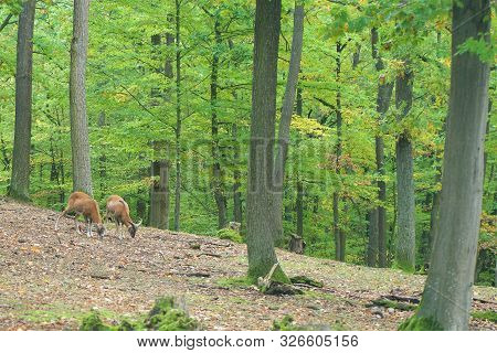Moufflon Couple Goat In Calm Atmosphere In Autumn Forest