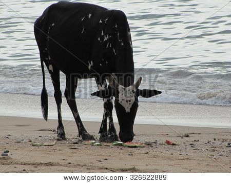 Holy Indian Cows Resting On The Sea Beach In North Goa. Cow Stands On The Sand.