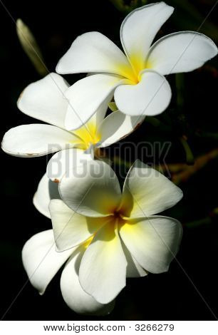 Flor
