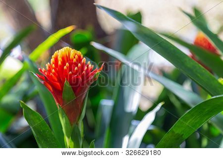 Red Ginger Flower
