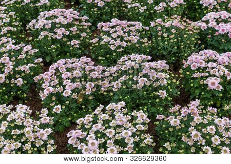 Pink Chrysanthemum In The Garden