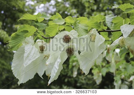 Nice Spring Dove Tree In The Garden. Dove Tree.
Also Known As Pocket Handkerchief Tree Or Ghost Tree
