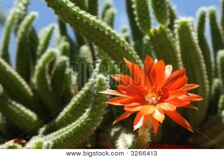 Fiore di cactus
