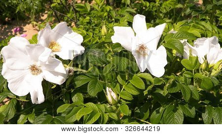 Close Up Of White, Wild Rose Flofer. Rosa Acicularis - Summer Nature Concept.