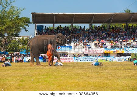 Surin Elefant auf freiwillige