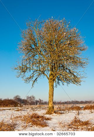 solitairy Struktur in eine HollÃ¤ndische Winterlandschaft