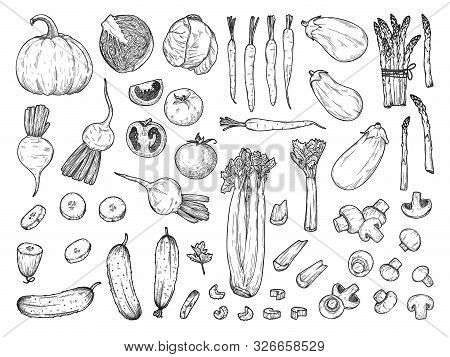 Sketch Of Different Vegetables Isolated On White Background. Vector Illustration In Sketch Style.