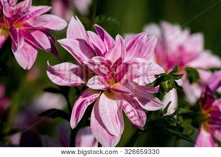 Detailed Close Up Of Beautiful Pink Giraffe Dahlia Flowers