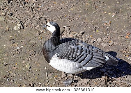 White Barracks (branta Leucopsis Bechstein) Stands On The Ground