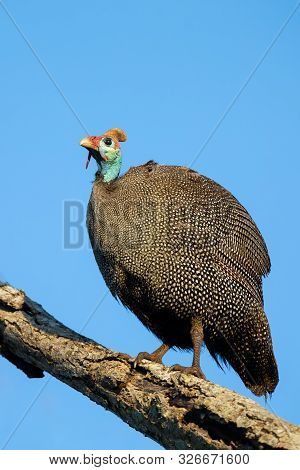 Large Guineafowl Sitting High Up In A Dead Tree With Bright Blue Background