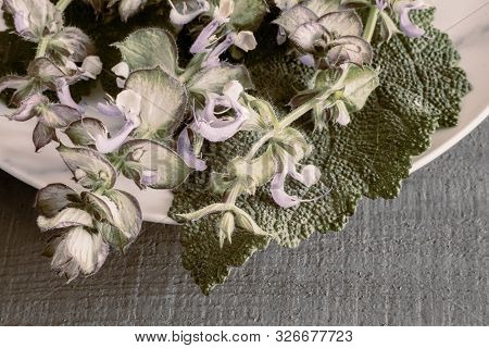 Sage - A Medicinal Plant With Antiseptic Action