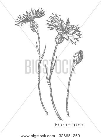 Blue Cornflower Herb Or Bachelor Button Flower Bouquet Isolated On White Background. Set Of Drawing 