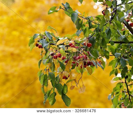 Small Uneatable Fruits Of A Decorative Apple Tree With Yellow Background